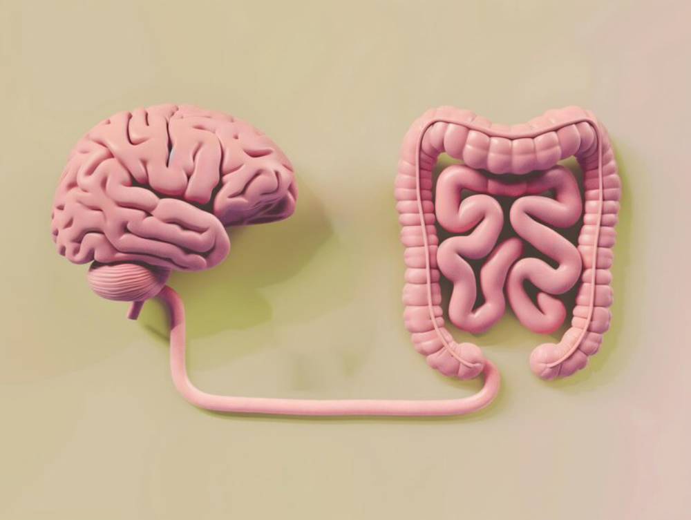 A pink, stylized brain connected to a pink intestine by a tubular nerve, emphasizing the brain-gut relationship.